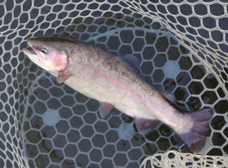 大安トラウトレイク釣果